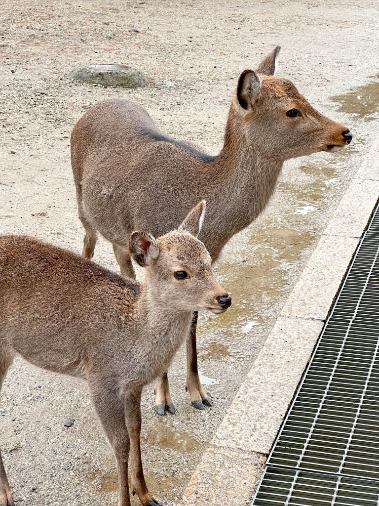 feeding deer in Nara, 2 deer in Nara