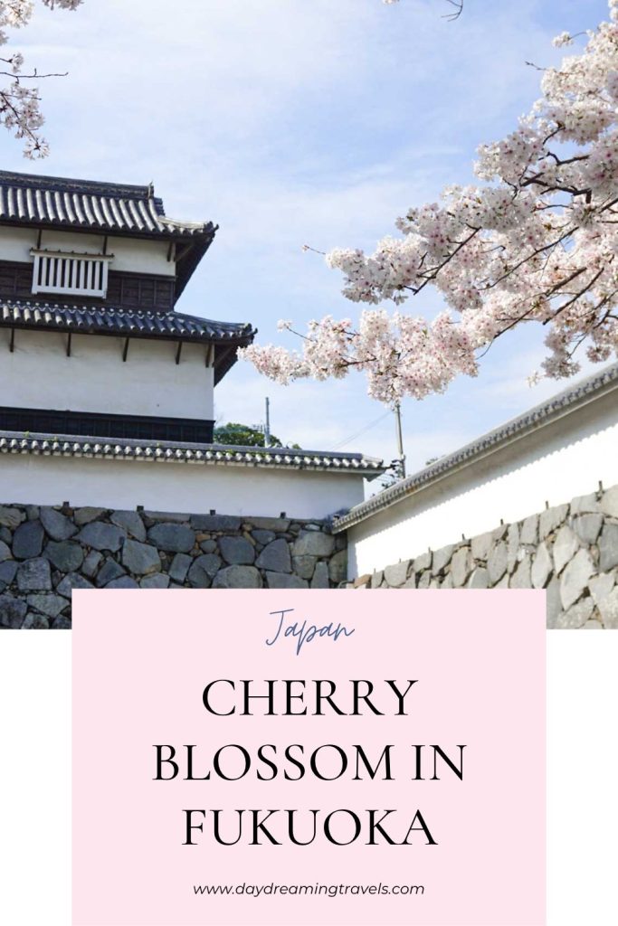 Cherry Blossom in Fukuoka Pinterest Pin 1