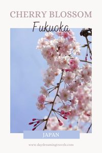 Cherry Blossom in Fukuoka pinterest pin 3