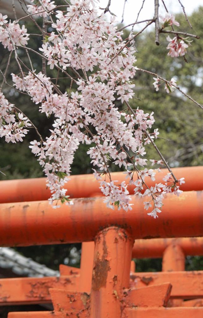 Nishi Park Torii Gate with Cherry Blossom in Fukuoka