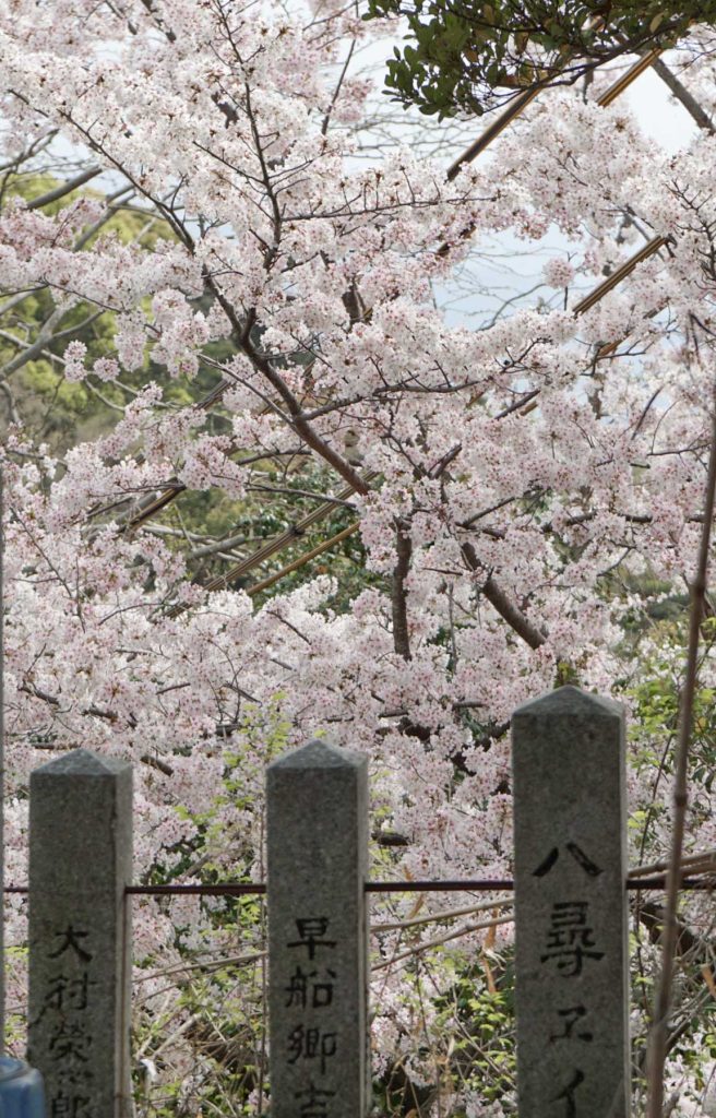 Cherry Blossom in Fukuoka at Atago Shrine