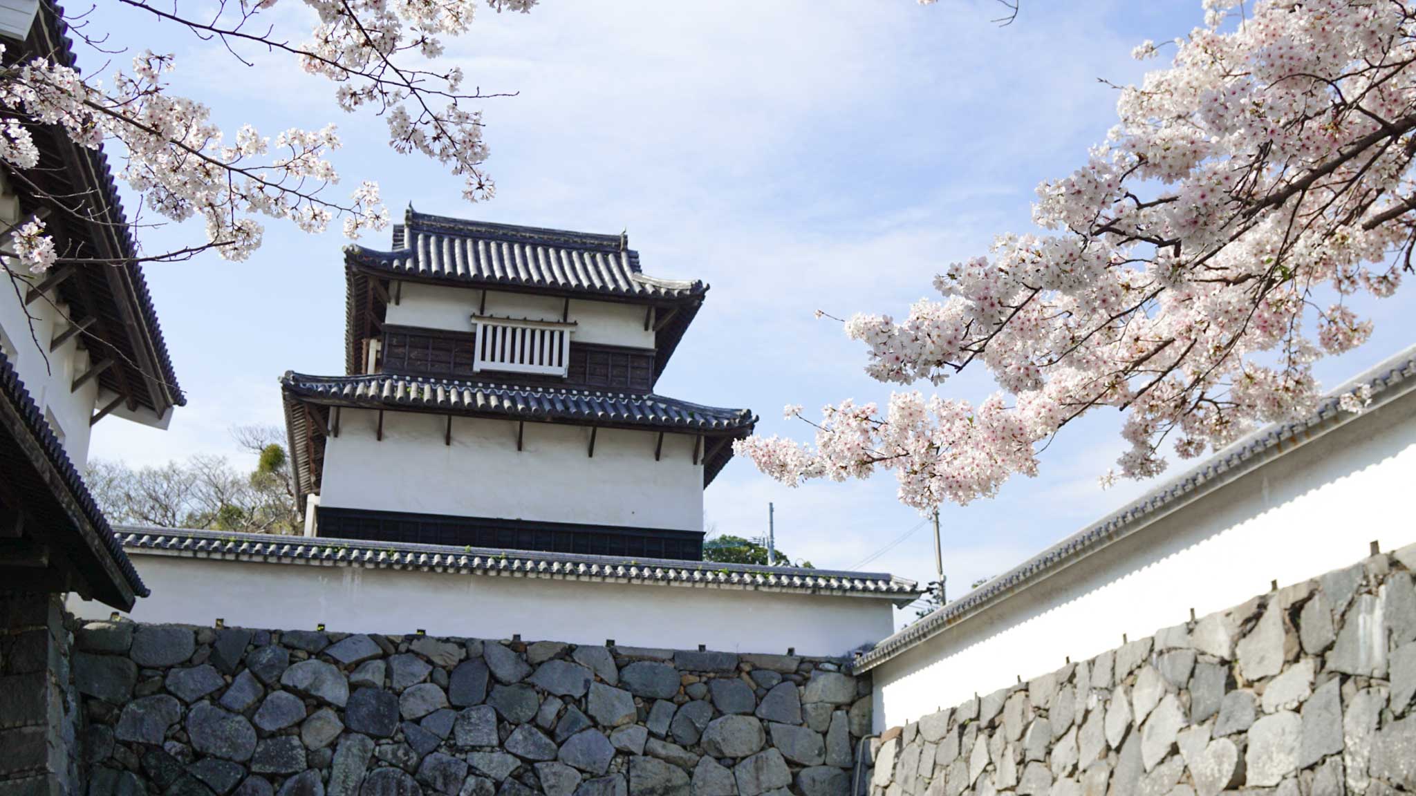 Cherry Blossom in Fukuoka, Japan