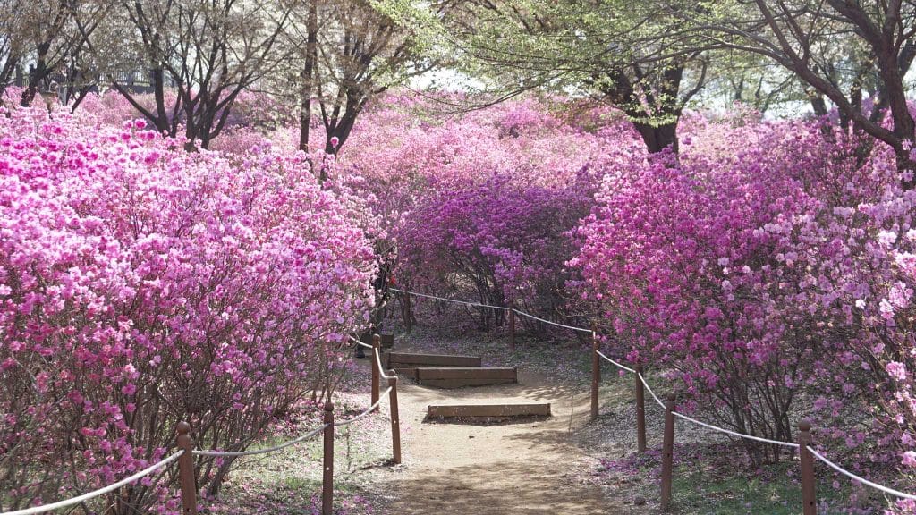 purple Azalea flowers along a path in South Korea