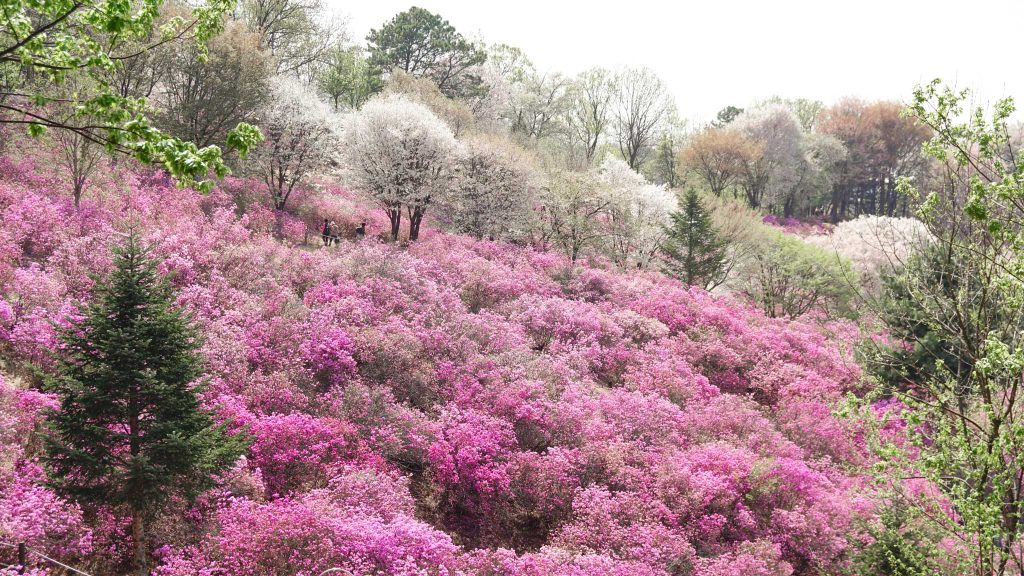 Mountain of Azalea Flowers in South Korea
