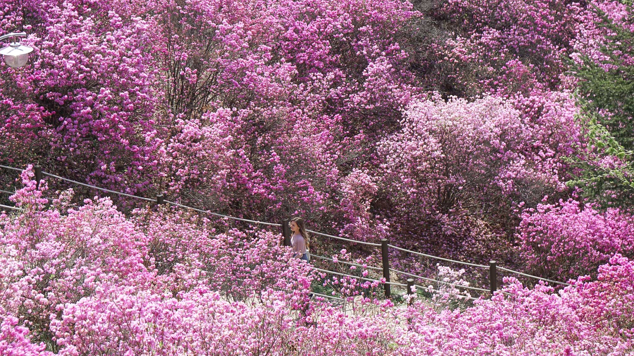 Woman between Azalea Flowers in South Korea