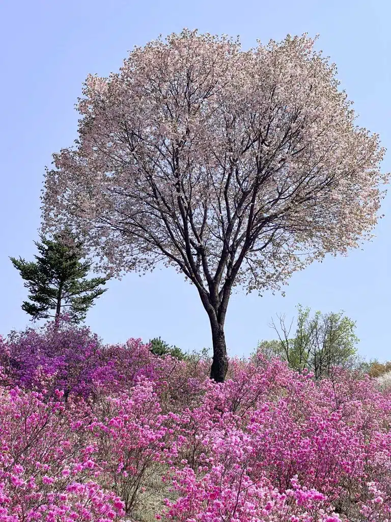Cherry Blossom tree behind Azalea