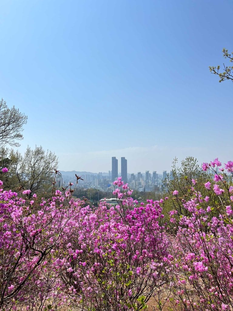 Scenic view from the Wonmisan Azalea Festival