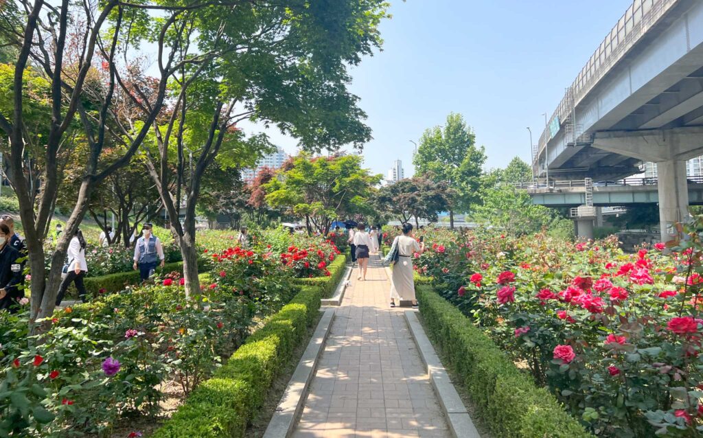 many roses in Seoul with people walking around