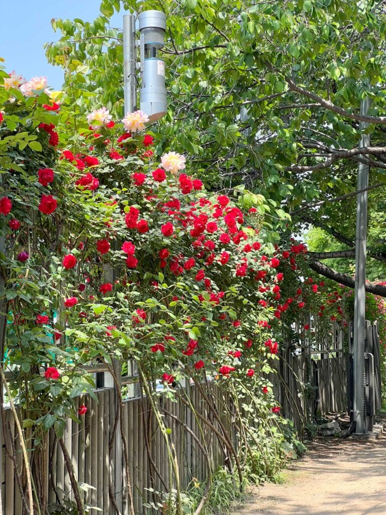 Roses on fence in Seoul