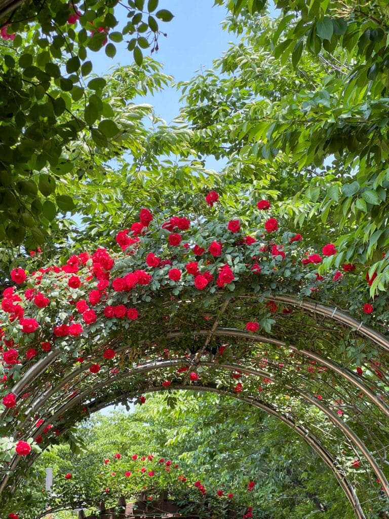 Roses in arch outside in Seoul