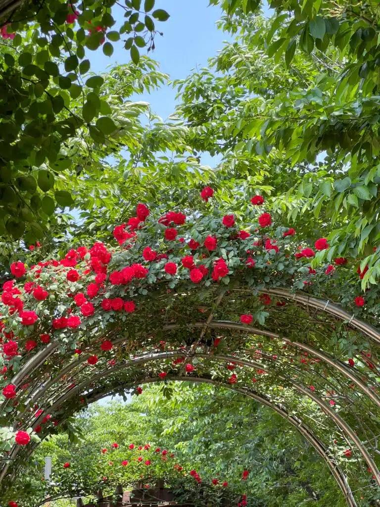 Roses in arch outside in Seoul