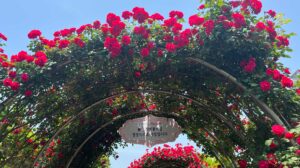 Arch with red roses in Seoul
