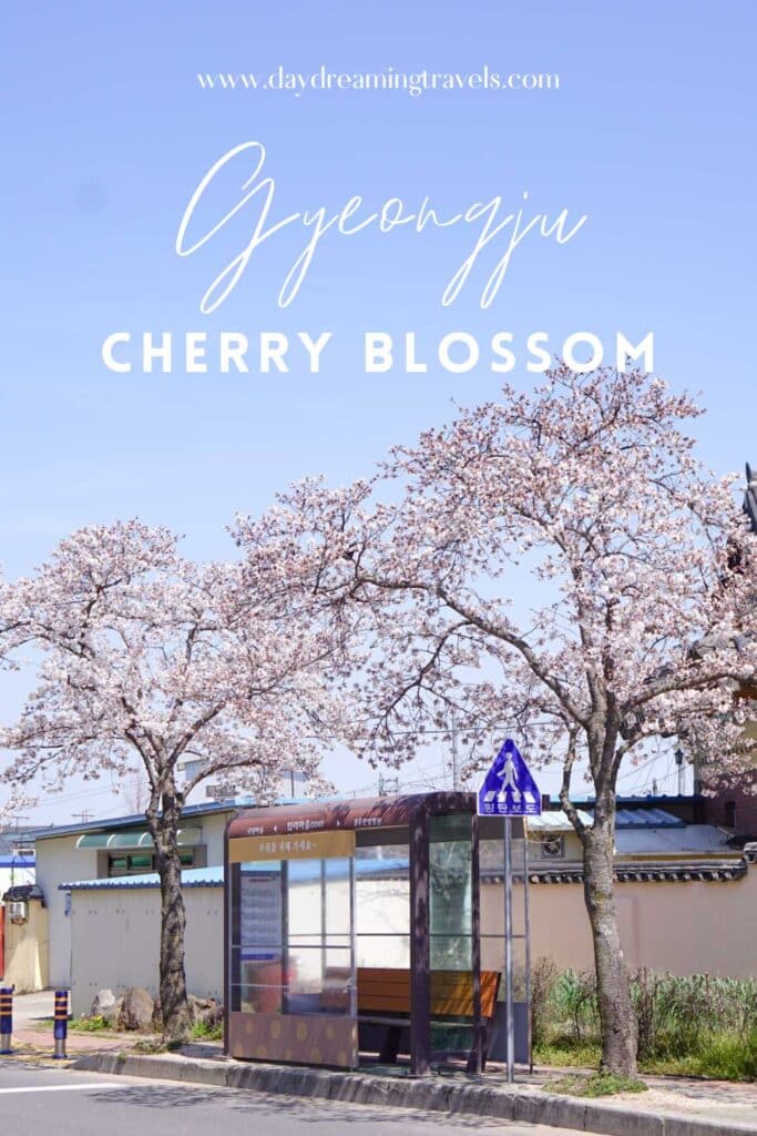 Cherry Blossom in Gyeongju Pinterest Pin 2