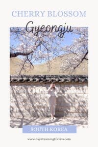 Cherry Blossom in Gyeongju Pinterest Pin 1