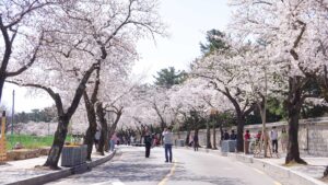 stonewall next to road during the season of cherry blossoms in Gyeongju