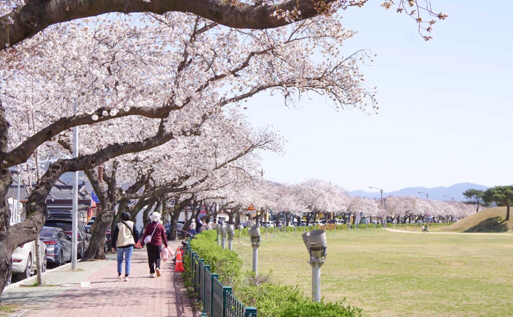 Geyongju walk way lined with Cherry Blossom trees