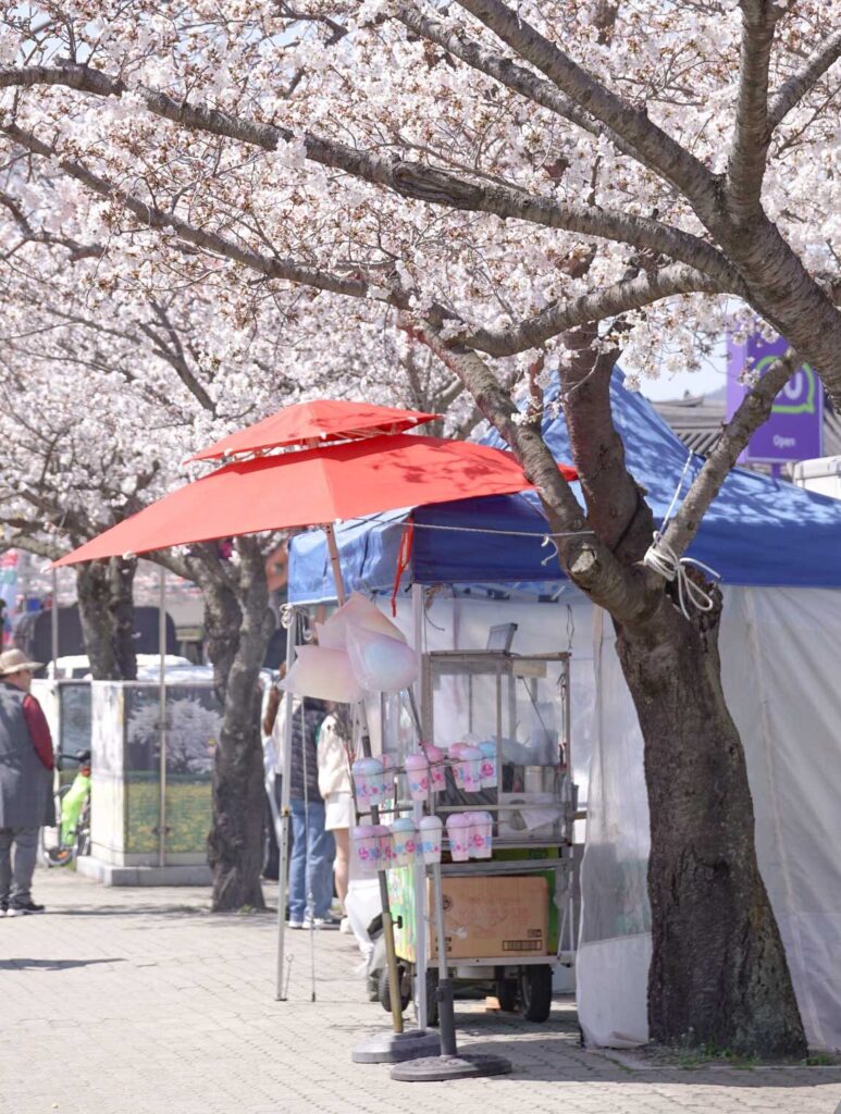 small shop below blooming cherry blossom tree in Korea