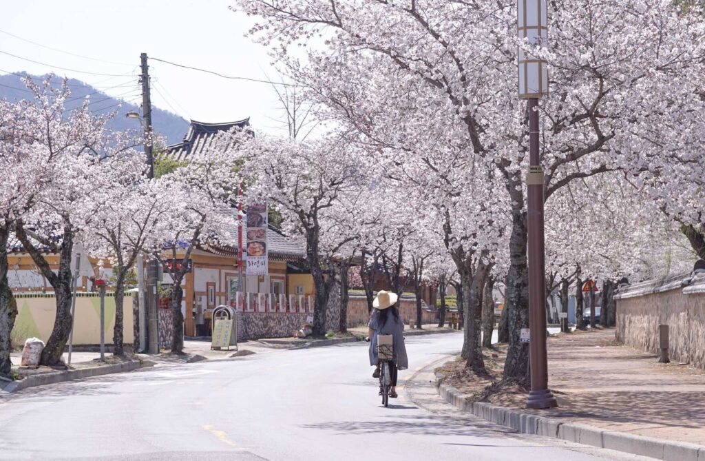 Oreung Stonewall Walkway Korea