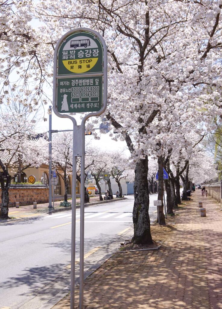 Bus stop sign in front of Cherry Blossom trees