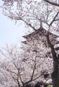 HWANGNYONGWON behind pink trees