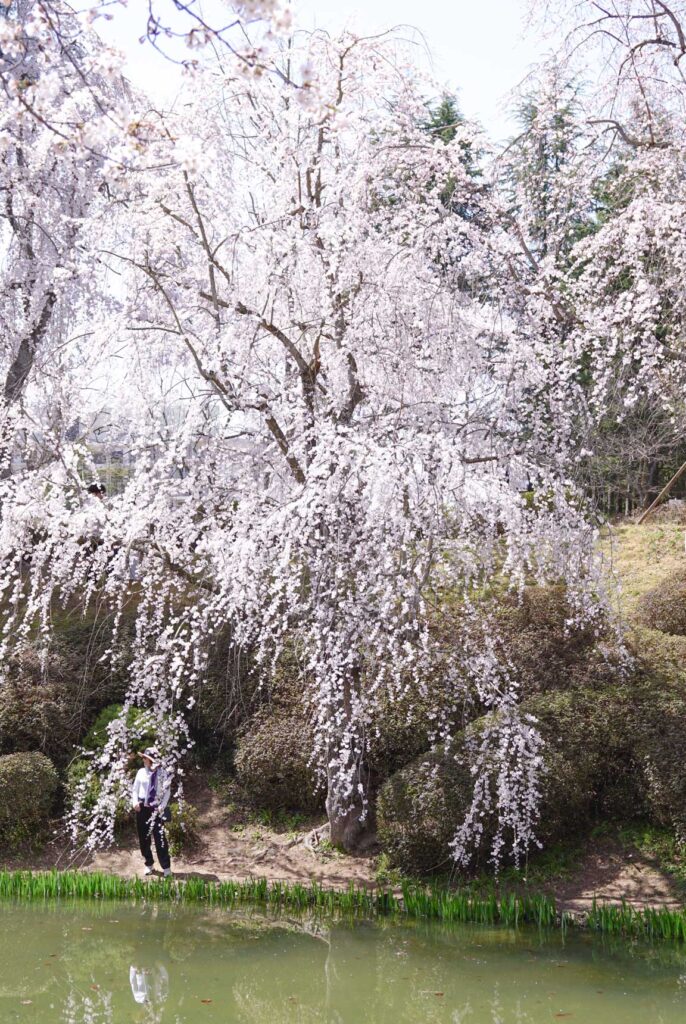 pond with weeping Cherry Blossom tree at Bomunjeong Pavilion in Gyeongju