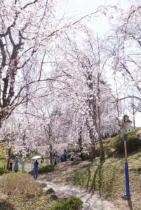 weeping Cherry Blossom trees next to walkway at Bomunjeong Pavilion