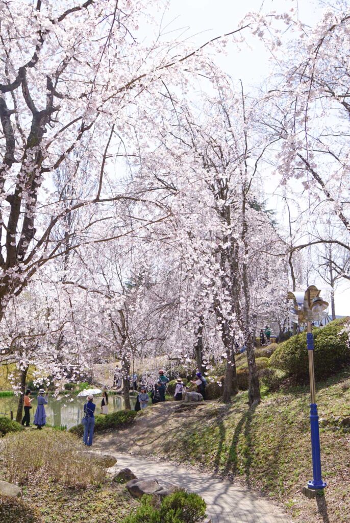 weeping Cherry Blossom trees next to walkway at Bomunjeong Pavilion