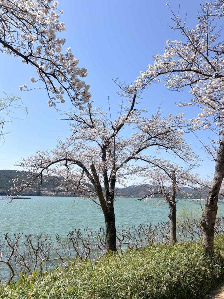 Bomunho Lake with blooming Cherry Blossom trees