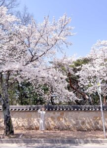 Woman taking photo of Cherry Blossom trees at Oreung Stonewall