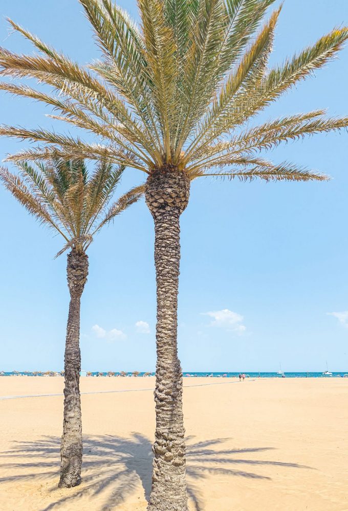 Valencia Beach Palm Trees